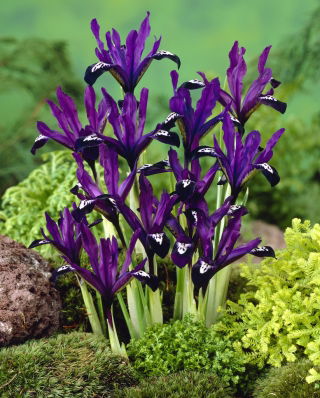 Iris Purple Gem - large package - 100 pcs