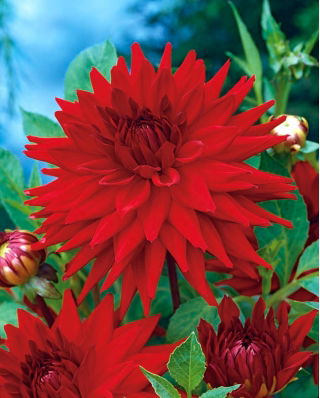 Red cactus dahlia - Dahlia cactus Red - pachet mare! - 10 buc.