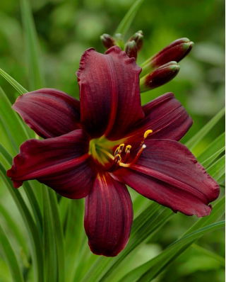 Black Emmanuelle daylily