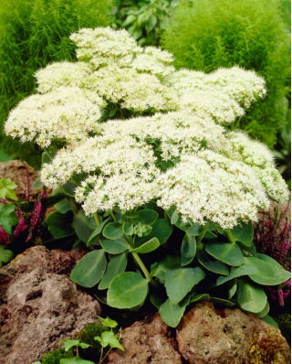 Stardust stonecrop - Sedum - seedling