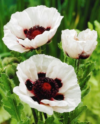 Perry's White Oriental Poppy - stort paket! - 10 st