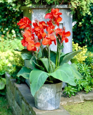 Giglio di canna rosso - confezione grande! - 10 pezzi