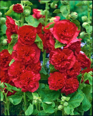 Alcea, Hollyhocks Red - lielais iepakojums! - 10 gab.