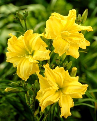 Daylily 'River Wye'  large package! - 10 pcs
