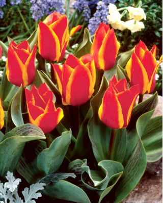 Tulipán de Engadina - Pack XL - 50 uds