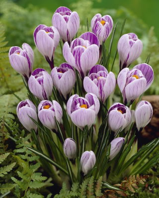 Crocus Pickwick - XXXL pack - 500 pcs