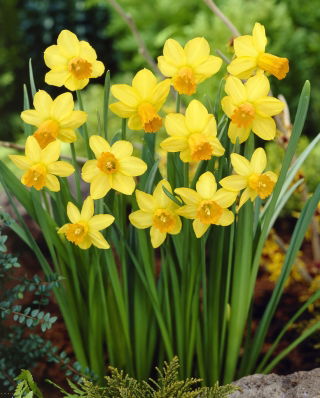 Narcissus Jetfire - Daffodil Jetfire - XXXL pack  250 pcs
