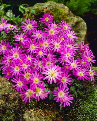 Balkan-Anemone - Violet Star - XXXL-Packung - 400 Stück; Griechische Windblume, Winterwindblume - 