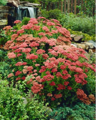 Herbstfreude orpine - Sedum - planta - XL förpackning - 50 st
