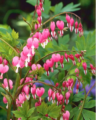 Dicentra, Bleeding Heart Rose - Confezione XL - 50 pz