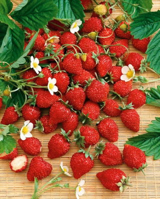 Alpine Strawberry Baron Semená kocúrovcov - Fragaria vesca - 256 semien