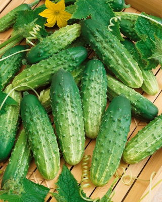 Pepino 'Octopus F1' - variedade para picles, altamente produtivo e resistente a doenças - pacote grande - 100g (Cucumis sativus)