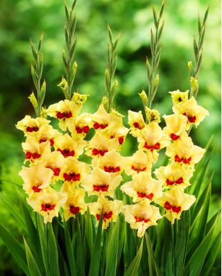Gladiolus 'Safari' - 5 st