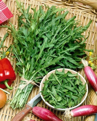 BIO Wild Rocket - Perennial variety with deeply serrated, spicy leaves - Fresh Seeds