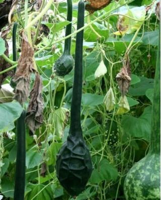Zucca a fiasco - Marenka - 7 semi - Lagenaria siceraria