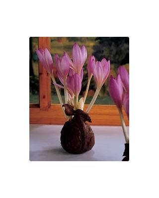 Colchicum Liliac Wonder - Luncă de toamnă Șofran Liliac Wonder - bulb / tuber / rădăcină - Colchicum