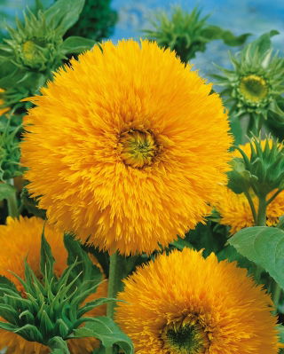 Girasol - Sungold Tall - Helianthus annuus - Altura impresionante, flores amarillas vibrantes - Semillas frescas