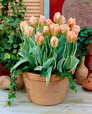 Tulipán "China Town" - paquete de 5 piezas