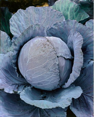 Red Cabbage - Rufus - Perfect for Preserves or Fresh, Great Storage - Fresh Seeds