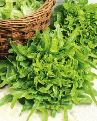Leaf Lettuce - Dubáček - Fresh, Crisp, Long Harvesting - Fresh Seeds