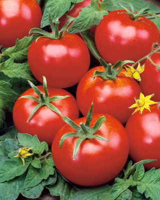 Tomate - Penduline Tits F1 - Lycopersicon esculentum  - sementes