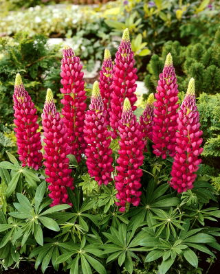Lupino - The Pages - Lupinus polyphyllus - Espigas carmesí deslumbrantes, floración de verano a otoño - Semillas frescas