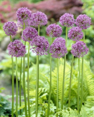 Cebola ornamental Marte - embalagem grande! - 10 pcs.