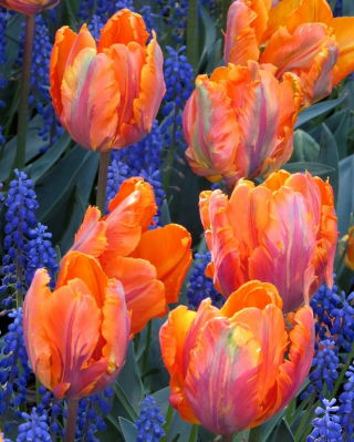 Tulipan 'Prinses Irene Parrot' - stor pakke - 50 stk