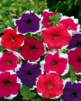 Petunia da giardino &#39;Iluzja&#39; (Illusione) - mix di colori - 