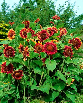 Medium tall ornamental sunflower "Cherry Queen"
