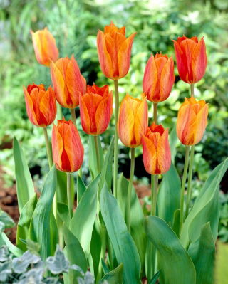 Tulipán El Nino - 5 db.
