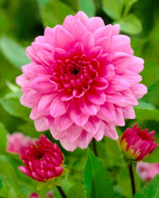 Dahlia - Rosella - 