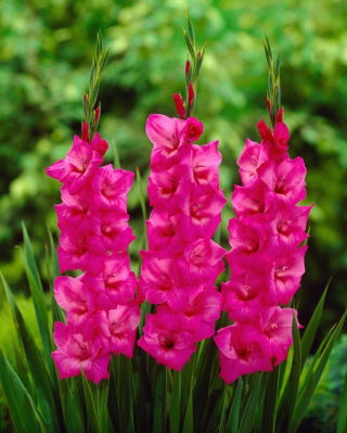 Gladiolus Fidelio - 5 stk.