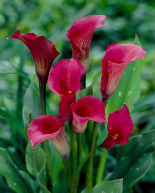 Dark pink arum lily - XXL bulb; calla lily, Zantedeschia