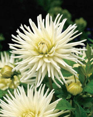 Dalia cactus bianco - Dalia cactus Bianco - confezione grande! - 10 pezzi