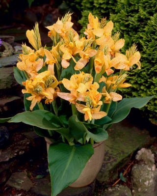 Canna Golden Lucifer - paquete grande! - 10 piezas