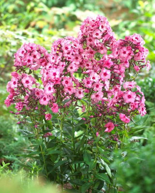 Ferris Wheel fall phlox - large package! - 10 pcs