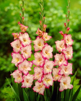 Gladiolus Priscilla - XL-pakket! - 250 stuks - 
