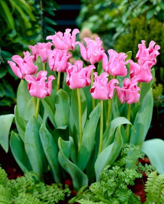Tulipano con foto - Confezione XL - 50 pz