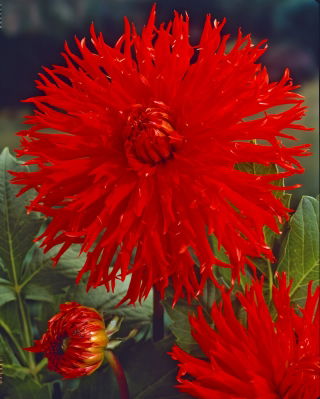 Dahlia - Apache