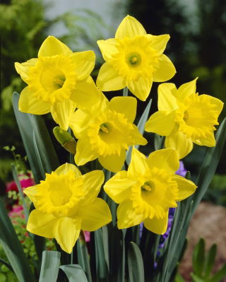 Narcissus Golden Harvest - Narzisse Golden Harvest - XXXL-Packung 250 Stk - 