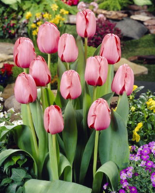 Tulipa Pink Impression - Tulip Pink Impression - XXXL pack  250 pcs