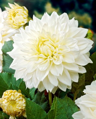 Dahlia - White Perfection - GIGA Pack! - 50 pcs