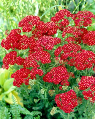 Achillea comune "Red Velvet" - fiori rosso vivo - Confezione XL - 50 pz