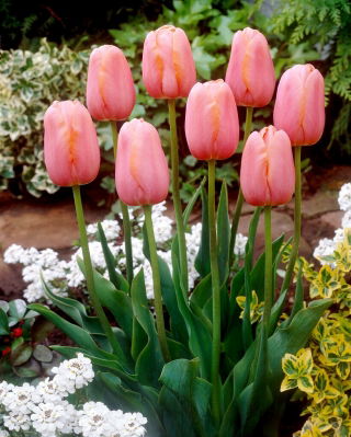 Tulipa Menton - Tulip Menton - XXXL förpackning 250 st