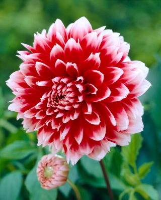 Dália - Dahlia - Red and White Fubuki - Nagy kiszerelés - 10 db