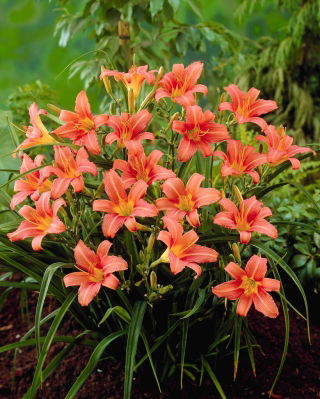 Daylily 'Pink Damask'