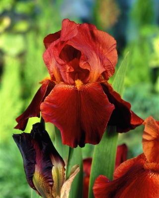 Iris germanică „Sultan's Palace” - Pachet gigantic - 50 unități