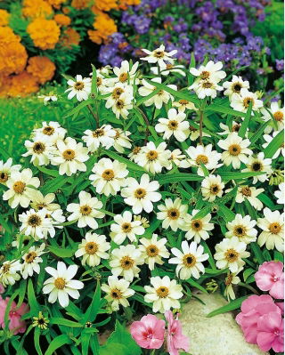 Mexican Zinnia - White - Zinnia haageana - Elegant White Carpet Blooms - Pure Garden Sophistication - Fresh Seeds