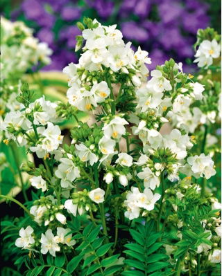 Blaue Himmelsleiter - Weiß - Polemonium caeruleum - Bezaubernde schneeweiße Blüten für stilvolle Garteneleganz - Samen